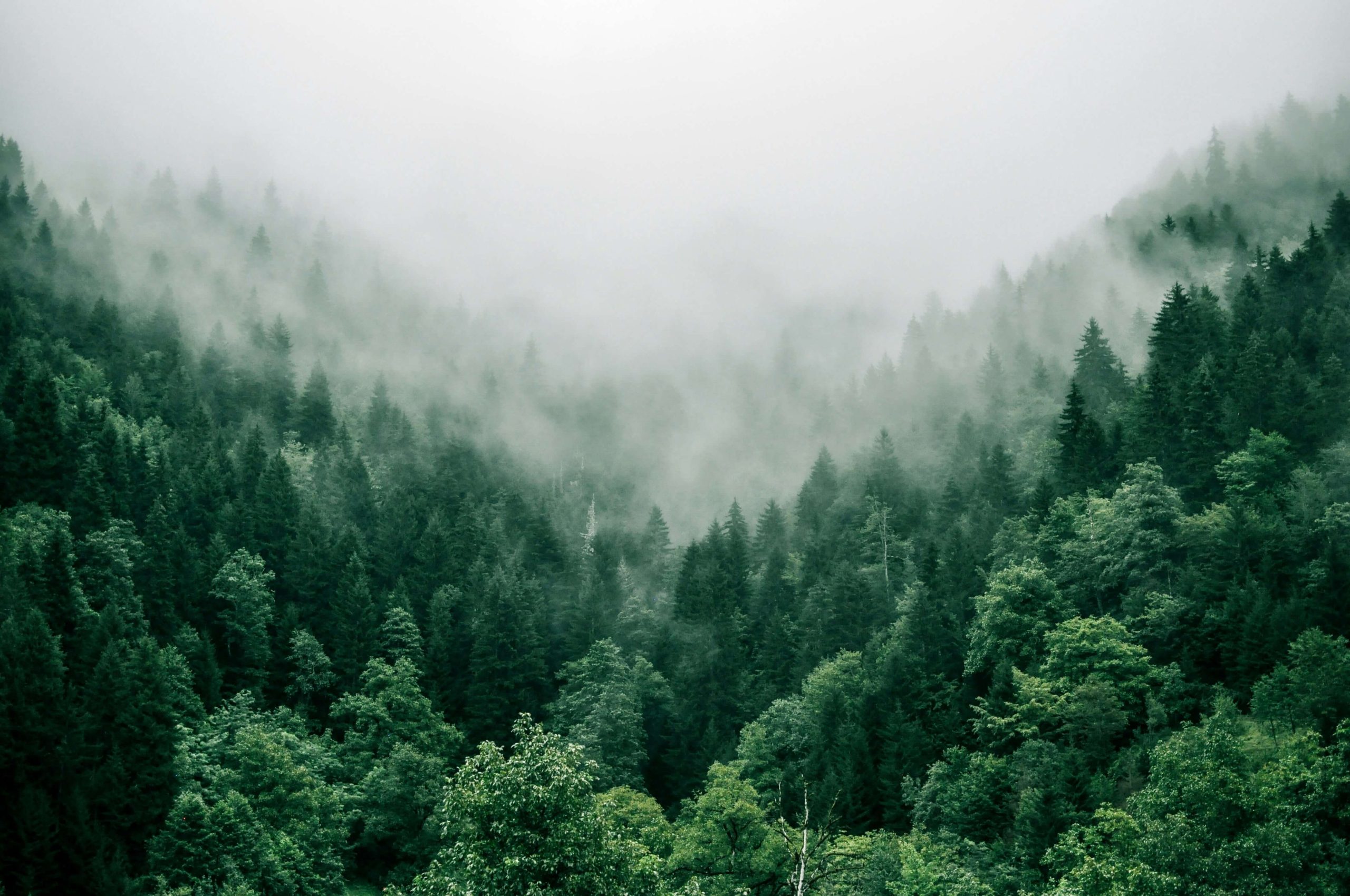 Photo by Marita Kavelashvili on Unsplash